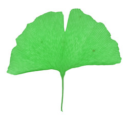 Fototapeta premium Ginko leaf