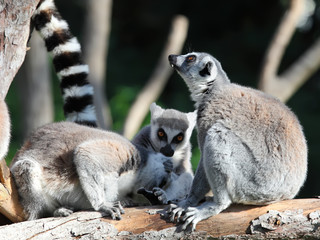 lemurs