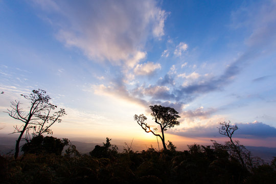 Trees on sunset