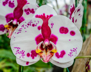 Phalaenopsis orchid hybrids. Beautiful close up white and pink o
