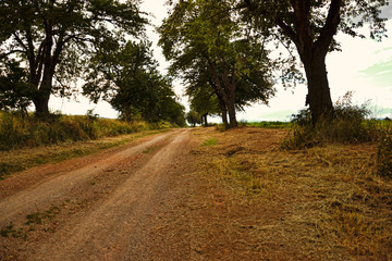 View of a beautiful country scenic road with ripe cherry trees. Cherry alley near field, countryside scene in summertime, Slovakia