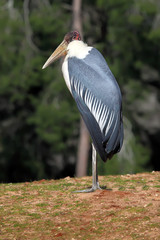 Marabou Stork
