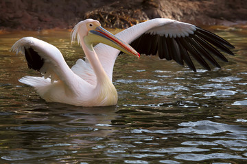 White Pelican