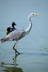  grey heron