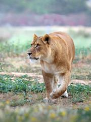  lioness