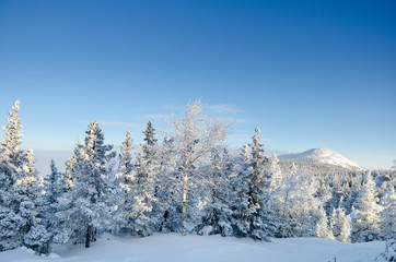 Winter forest in the mountains sunrise Majestic winter trees glowing by sunlight. Dramatic wintry scene.
Happy New Year!