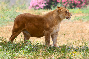Fototapeta na wymiar lioness l