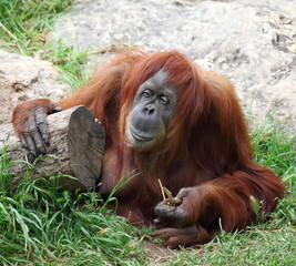 Orangutan © leonidp