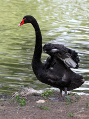 Naklejka premium Black Swan