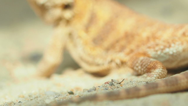 Bearded Dragon, Close up.
