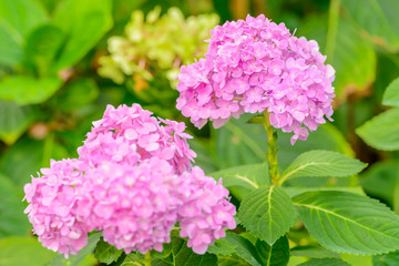 Beautiful Pink Hydrangea flower blooming in the garden