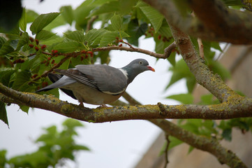 Bird on the tree branch with green leaves