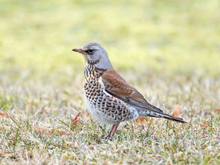 Fieldfare (Turdus pilaris)