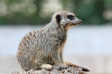 the beauty Meerkat (Suricata suricatta)