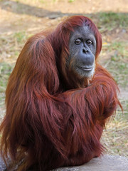 Orangutan © leonidp