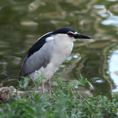 Nycticorax