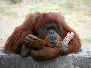 Naklejka premium Orangutan