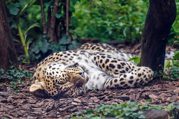 Beautiful leopard are big sleep
