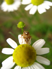 Käfer mit Herz auf dem Rücken