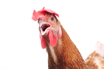 close-up portret volledige lichaam van bruine vrouwelijke eieren kip staand sh