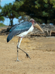 Marabou Stork