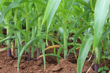 Obraz premium A corn farm