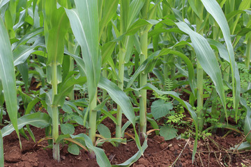 Obraz premium A corn farm