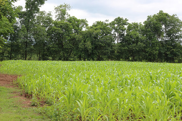 A corn farm