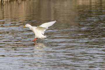 White domestic duck about to touchdown onto waters surface.