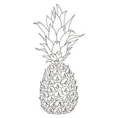 Vector pineapple illustration, hand drawn ananas outlines sketch