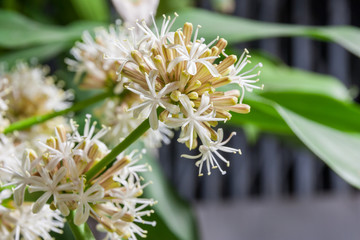 Blooming Dracaena Flower at night