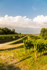 Naklejka premium grapevine field in the italian countryside