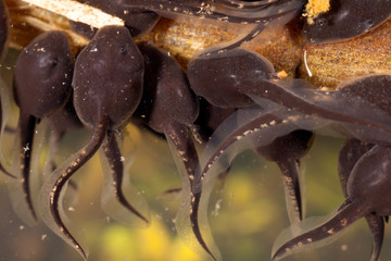 Tadpoles pollywog porwigle amphibian larval stage