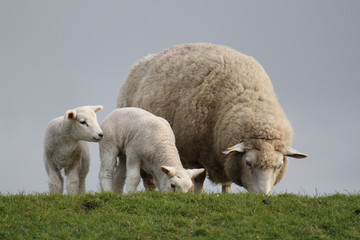 Mutterschaf mit zwei Lämmern