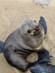 Cape fur seal, Namibia