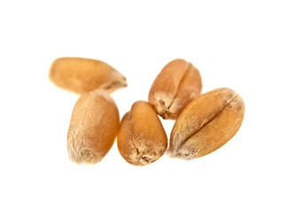 Grain of the wheat on a white background, close up