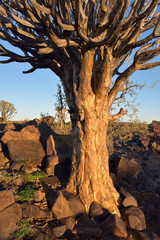 Quiver Tree Forest Namibia