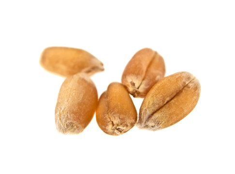 Grain of the wheat on a white background, close up