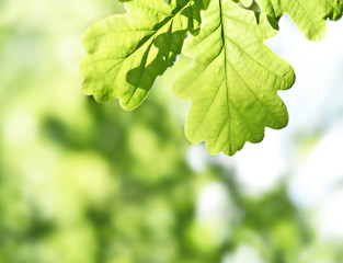 fresh green leaves with copy space. Green oak leaves in the sun with selective focus and defocused background. Nature background in spring.