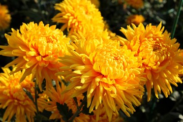 Yellow chrysanthemums 