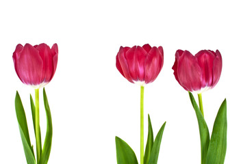 Tulip flowers isolated on white background