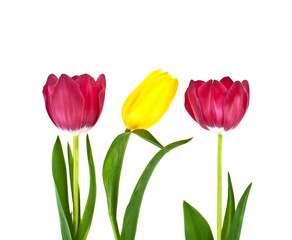 Fototapeta premium Tulip flowers isolated on white background