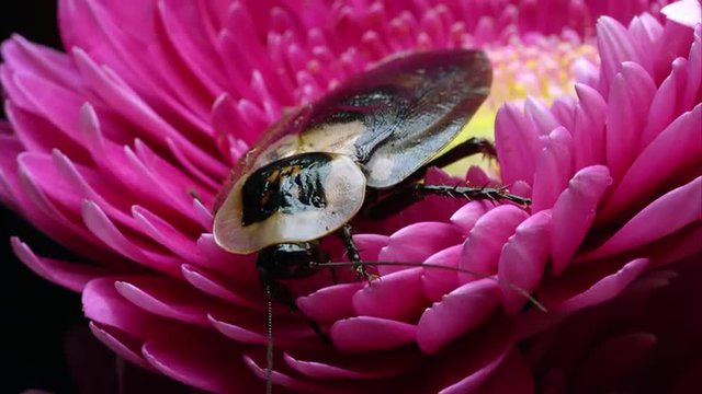 A Death's Head Cockroach on a pink flower.