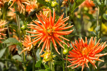 Close up of orange   dahlia flowers in garden
