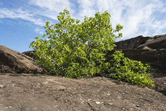 fig tree in the desert