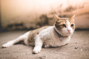 Cat lying relax pose. retro vintage style process, soft focus