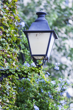 alte Lampe und Efeu