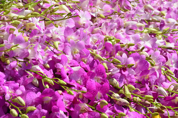Beautiful Pink Orchid Background