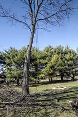 Large silver maple tree in process of being cut down by professional landscapers.  Limbs and branches surround base.