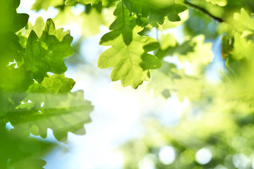 Fototapeta na wymiar fresh green leaves with copy space. Green oak leaves in the sun with selective focus and defocused background. Nature background in spring.